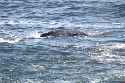 Gray Whale, Yaquina Head