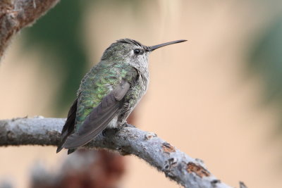  Anna's Hummingbird