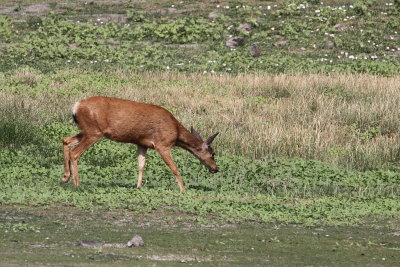  Mule Deer