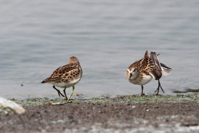  Least Sandpipers