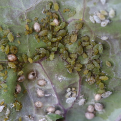 Cabbage Aphids, Brevicoryne brassicae  on Kale