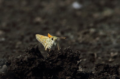  Juba Skipper Hesperia juba