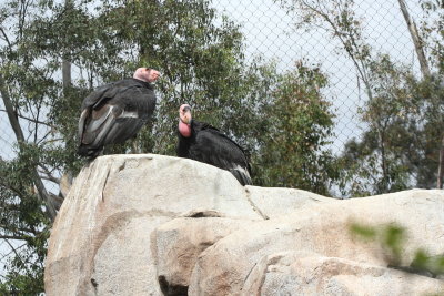  California Condors
