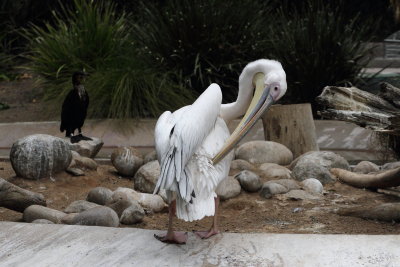 San Diego Zoo