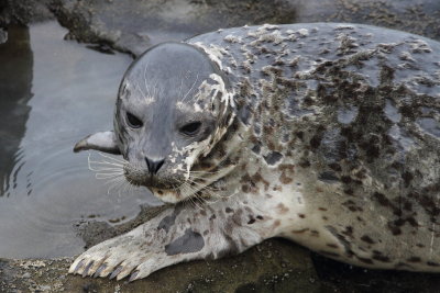  Harbor Seal