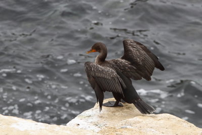  Double-crested Cormorant