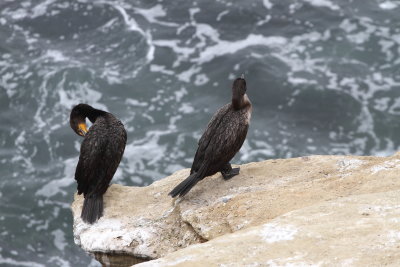 Double-crested Cormorants