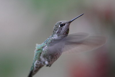 Annas Hummingbird