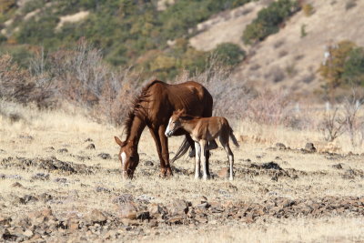 Wild Horses