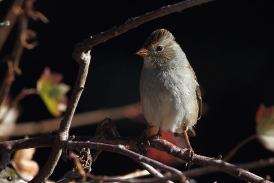 Juvenile White-crowned Sparrow  