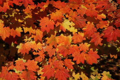  Maple Leaves