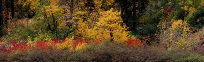 Fall color panorama