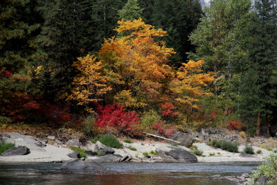  Fall Foliage, Wenatchee River