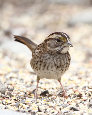  White-throated Sparrow