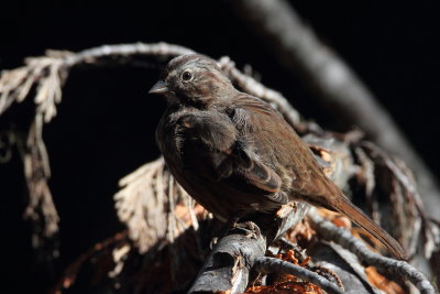  Song Sparrow