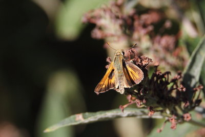 Woodland Skipper