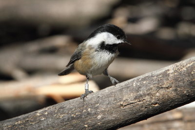 Banded Black-capped Chickadee