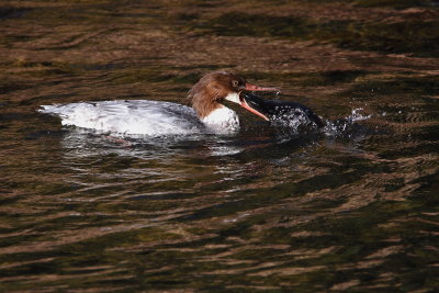 Common Merganser