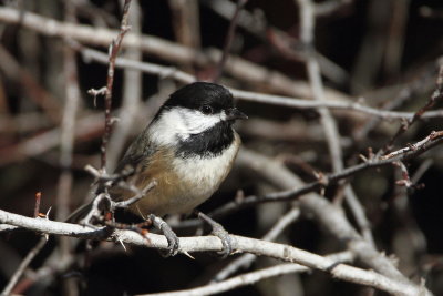 Black-capped Chickadee with leg band