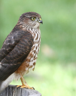 Cooper's Hawk in my backyard
