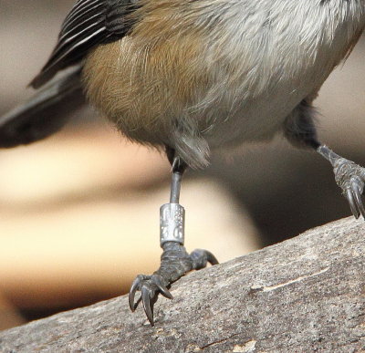 Blackcapped Chickadee, band #284072236
