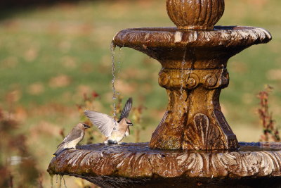 Cedar Waxwings at the water fountain