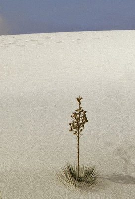 A single plant against the dunes