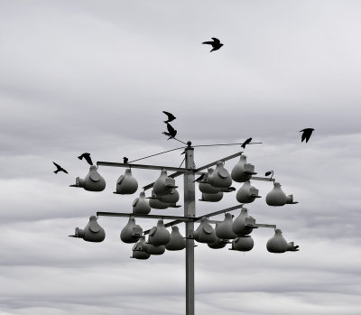 Purple Martins