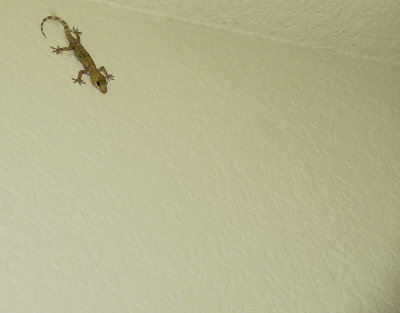 Hello, Gecko