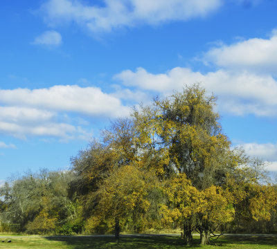 Fall Foliage?