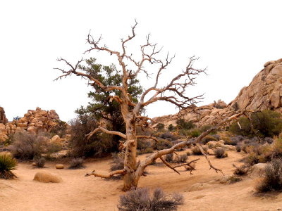 Barren Tree