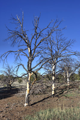 Dead tree trio
