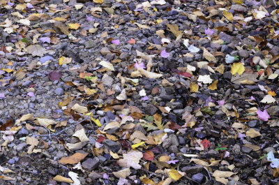 Pebbles and Fall Leaves
