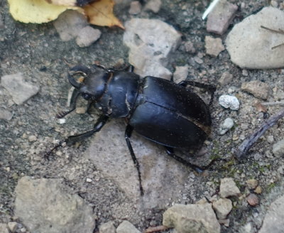 Stag Beetle (a.k.a. family Lucanidae)