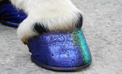 Styling for Mardi Gras- Mule drawn carriages in the French Quarter