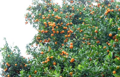 Loquats