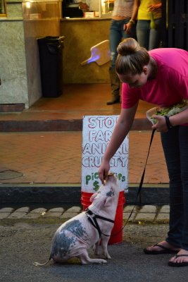 Lady with Pot Bllied Pig on Bourbon Street