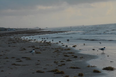 Birds along the Gulf Coast Shoreline