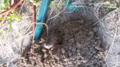 One of several voles in our camp- mounds pop up randomly