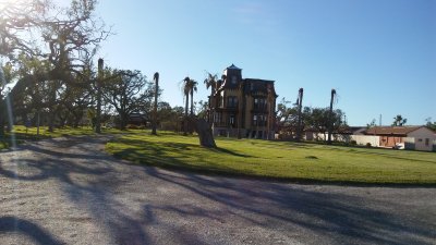 Giant Oak- over 200 years old- was destroyed by Hurricane Harvey