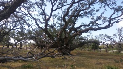 The Big Tree Live Oak