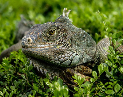 Ecuador and the Galapagos