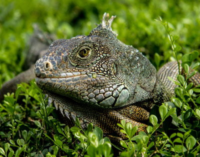 Ecuador and the Galapagos 