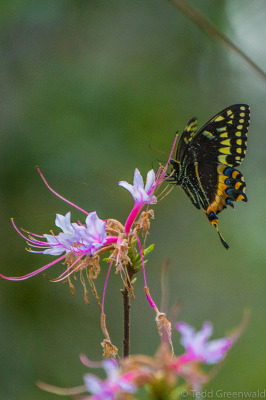 20170223-_MGL4880OLeno Native Azela with Black Swallowtail.jpg