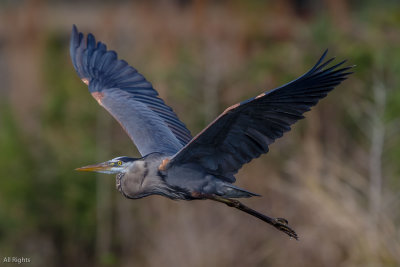 20170303-_MGL5529Heron in Flight, Sweetwater 2.jpg