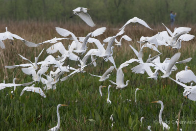 20170310-_MGL6519150 Great Egrets 2.jpg