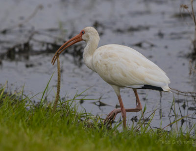 Banded Water Snake dinner for Ibis.jpg