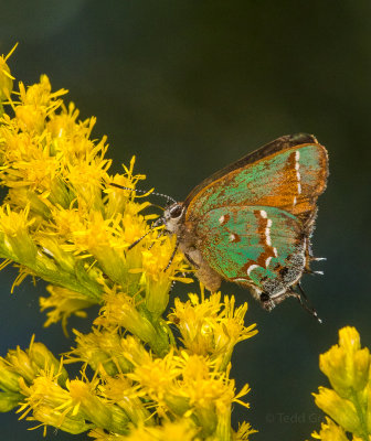 Callophrys gryneus sweadneri - Sweadner's Juniper Hairstreak (Olive Hair Streak).jpg