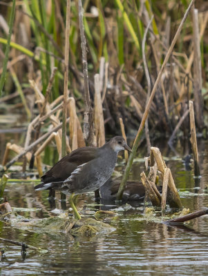 Common Moorhen Juvenile.jpg