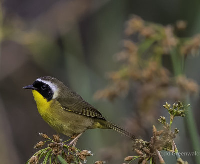 Common Yellow Throat.jpg